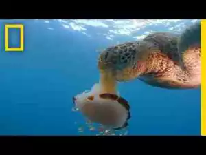 Video: See a Sea Turtle Devour a Jellyfish Like Spaghetti